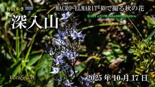 【深入山】MACRO-ELMARIT-Rで撮る秋の花