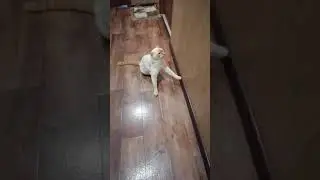 😹😸😺 Кот и виски. Не Вискас - тренды Тик-ток