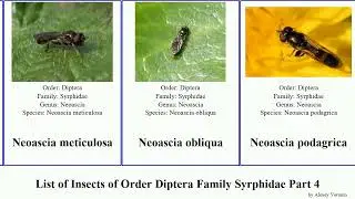 List of Insects of Order Diptera Family Syrphidae Part 4 ocyptamus melangyna paragus parasyrphus