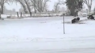 Wild turkeys in hawk springs Wyoming