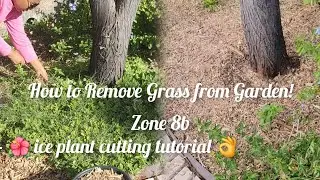 🌿 How to Get Rid of Bermuda Grass in Your Garden + Easy Ice Plant Propagation Tips! 🌿