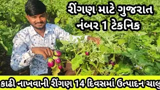 રીંગણ ની ખેતી || કાઢી નાખવાની જીવતી કરી માત્ર 14 દિવસમાં ઉત્પાદન ચાલુ  || 9909887736 || ટોટલ માહિતી 
