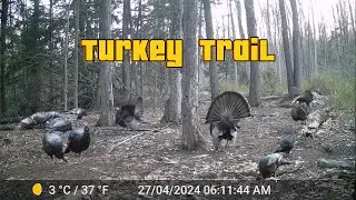 Turkey Trails | Vermont Trail Cam | Turkey Compilation