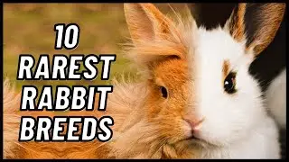 The 10 Rarest Rabbit Breeds