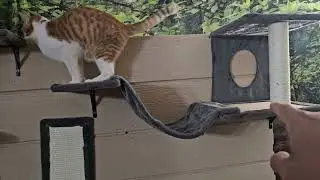 NUNU LAB Cat Wall Shelves