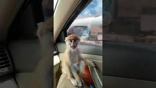 Monkey and Dog relationship 🐒🐕 #monkey #monkeyvideo #monkeylove #dog #doglover #dogshorts