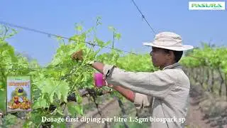 grapes dipping