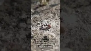 Ants: Tiny Insects with Super Strength! #facts #shorts