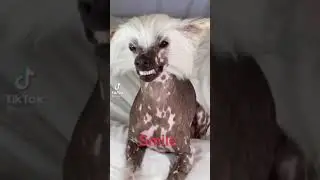 First time I see a dog smiling 😁😁😁#cutedogvideo