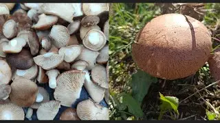 Hem topladık hem yedik. Keyifli bir mantar avı.Doğada mantar pişirme.Diken mantarı.Ebişke mantarı