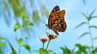 Butterfly Spirit Animal Energy Meditation - New Beginings - Transformation