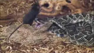 I Was Bitten - Mouse vs. Rattlesnake, Super Slow Motion!