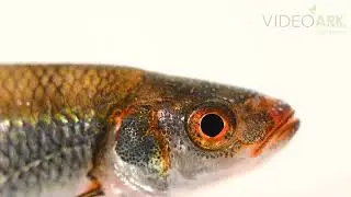 A rosefin shiner (Lythrurus ardens) Conservation Fisheries in Knoxville, Tennessee.