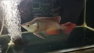 IKAN ARWANA KING MERAH ASLI KAPUAS HULU
