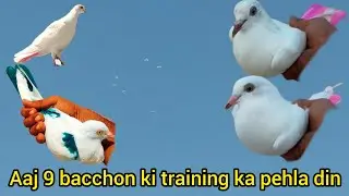 Aaj 9 bacchon ki training ka pehla din LRKANA Low FlRE pigeons 😱🕊️