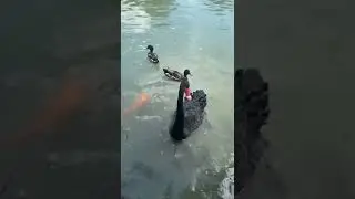 Friendly black swan