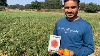 Amazon seeds Tomato:- Sindhu 