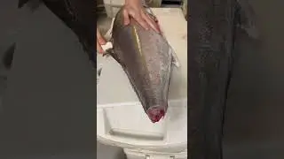 Amberjack for the smoker #smoker #amberjack #fillet #youtubeshorts
