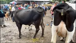 Vacas paridas, Tiangue de San Rafael Cedros