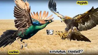 Peacock vs Golden Eagle in Tamil | மயில் vs தங்கநிற கழுகு | Savage Empire