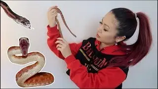 Scaleless Snakes!