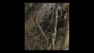 ** BIGFOOT RIGHT IN FRONT OF ME = NEVER SAW HIM **