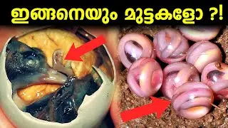 ആഹാ ഇങ്ങനെയും മുട്ടകളോ.. 😱😱 WEIRD EGGS IN THE WORLD | AF INFO SHOW