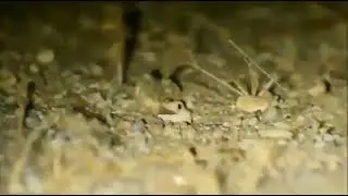 Laughing Lizard