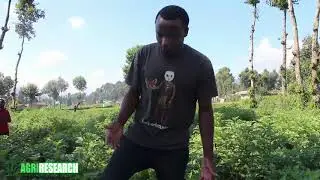 INDWARA Y'IMFUNYARAZI YIBASIRA UBUHINZI BW' IBIRAYI