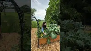 I Grow Food With Chronic Pain 🌱 #gardeningvideos #gardening #growyourownfood #growfood #garden