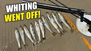 Pumping Bait, Bagging Out on Yellowfin Whiting & Cooking the Catch | Yorke Peninsula Fishing