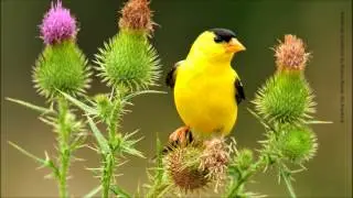 Goldfinch Day at The Feeder Going Nuts on Nyger TimeLapse GoPro Hero 5