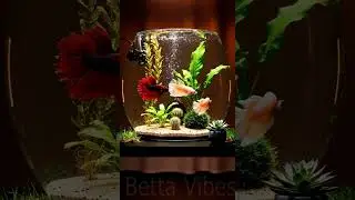 Beautiful betta fish in Blood Red & Peach color