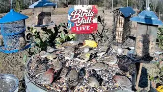 East Texas LIVE Bird Cam 🐦 | Backyard Birds & Peaceful Nature Sounds | Birds Y&rsquo;all Live