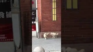 Two dogs struggle against the wind in Jiangsu, China