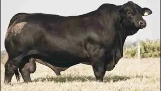 Brangus Cattle - Breed