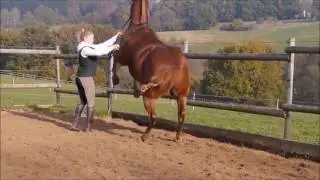 - REITBLOG 9 - Terre à terre und Courbetten