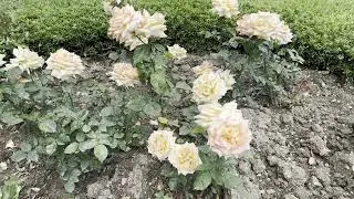 Beautiful White and Pink Roses Blooming in a Peaceful Garden Setting