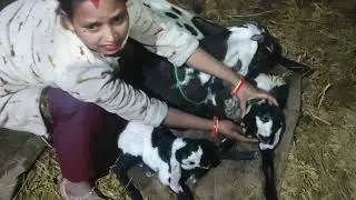 Bakri ki delivery 🤱🐐|goat giving birth |बकरी की डिलीवरी |Bakri ki delivery |first time delivery