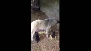 Moederhond met 13 pups