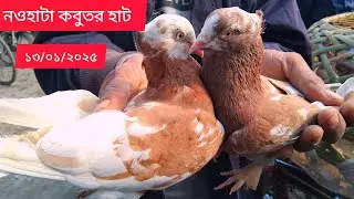 নওহাটা কবুতর হাট।। ১৩/০১/২০২৫।।Naohata kobutor hat।।রাজশাহী গিরিবাজ।। pegeon price 2025।।