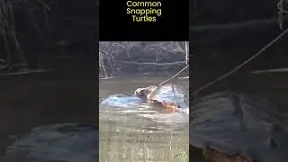 HUGE Snapping Turtles Mating