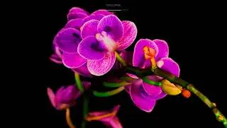Purple orchid phalaenopsis | How a flower blooms and opens | Timelaps video of flowers