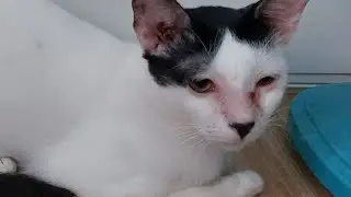 CATS IN THE PHILIPPINES DON'T LIKE ME #philippinecats #catslife #allergies #inbreeding #catlover