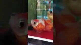 IKAN KEMBUNG IKAN KOKI MUTIARA PEARLSCALE GOLDFISH #shorts #ikankembung #ikankoki #kokimutiara #fish