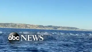 Large pod of dolphins races alongside boat