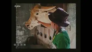 Zoobic Safari Subic Bay 