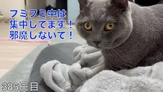 【スコ猫トト君】フミフミに集中してるトト君ですwww
