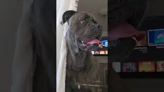 chance the french corso barking to visiters #canecorso #frenchbulldog #mixbreed #barking