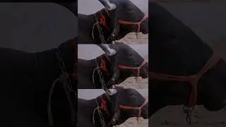 gircross Gay Farming #ytshorts #farming #cow #trndingshorts #gircrosscowfarming #cowshorts